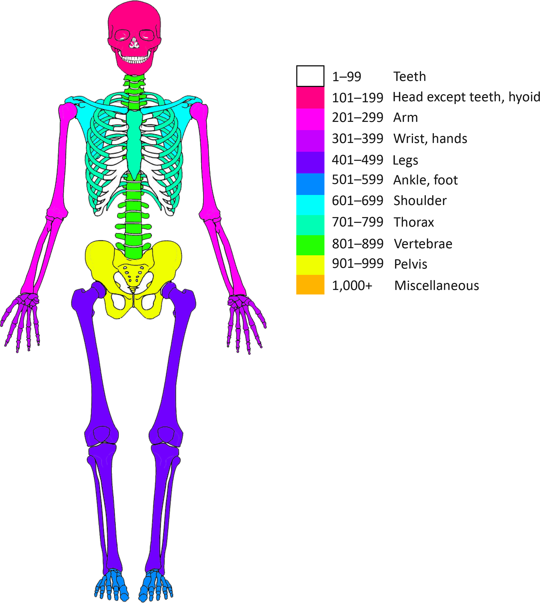 what is a major element found in the teeth and bones of vertebrates